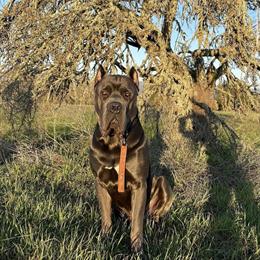 Cane Corso Male Puppy in Milpitas, ca