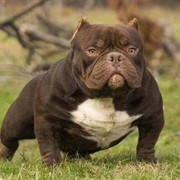 Micro Bully Stud Services Available in Erie, pa