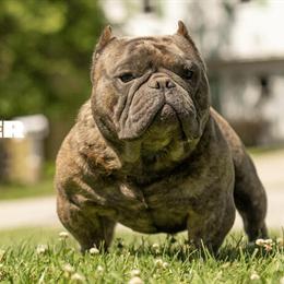 Micro Bully Stud Available - Cyber in Erie, pa