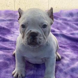 Micro Bully Puppies from Elite Bloodline Available in Erie, pa