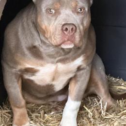 Lilac Tri American Bully Female for Sale in Newport News, va