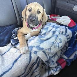 English Mastiff Mix Puppy Available in Temple, tx