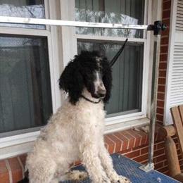 Standard Poodle Puppies Available in Grafton, wv