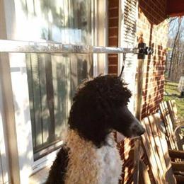 Male Standard Poodle Available in Grafton, wv