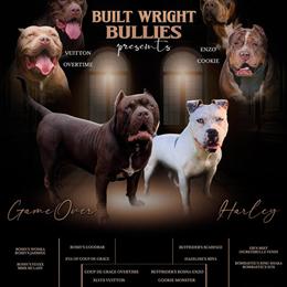 Female American Bully - 10 Weeks Old in Utica, ny