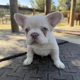 Exotic French Bulldog Puppy in Columbus, oh