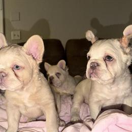Exotic French Bulldogs for Sale in Columbus, oh