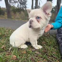 Exotic French Bulldog Puppies for Sale in Columbus, oh