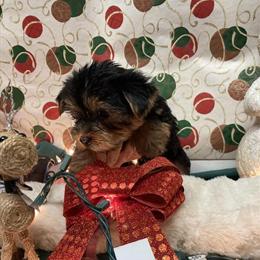 CKC Registered Yorkshire Terriers for Adoption in Blackshear, ga