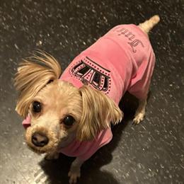 Yorkshire Terrier - 1 Year Old Female in Detroit, mi