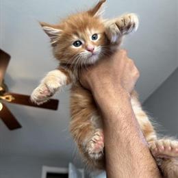 Male Maine Coon Kittens with Polydactyl Paws for Sale in Kalamazoo, mi