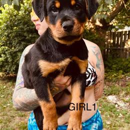 Rottweiler puppies, 11 weeks old, ready for loving homes in Kent, oh