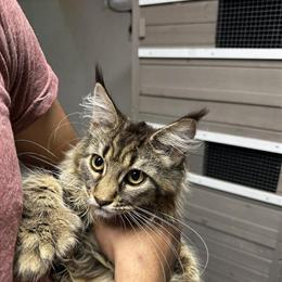 Pure Breed Maine Coons Available - Imported from Russia in Kalamazoo, mi