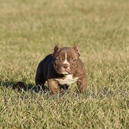American Bully Female Puppy with ABKC Papers in Chicago, il