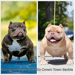 Extreme Male Bull Puppy - ABKC Registered in Chicago, il