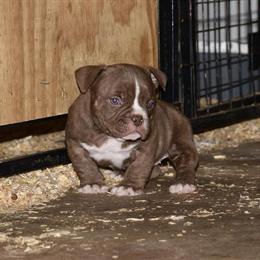 American Bully Female Puppy - ABKC Registered in Chicago, il
