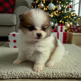 Purebred Pomeranians Available Soon in Port Charlotte, fl