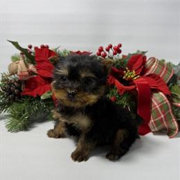 Yorkshire Terrier Puppies Available in Port Charlotte, fl