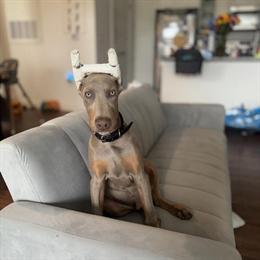 Blue/Fawn Doberman Puppies Available for Waitlist in Tampa, fl