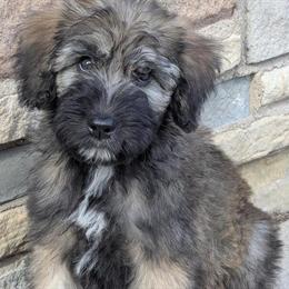 Male Flandoodle Puppy Ready for a Forever Home in Southfield, mi