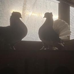Indian Fantail Pigeons for Sale in New Britain, ct