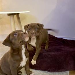 Female Puppy Available in Philadelphia, pa