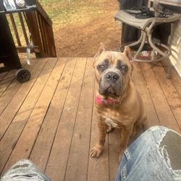 Cane Corso Female, Over a Year Old, Great with Kids and Other Dogs in Clarksville, tn
