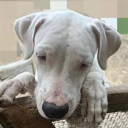 Dogo Argentino Female, 2 Years Old in San Antonio, tx