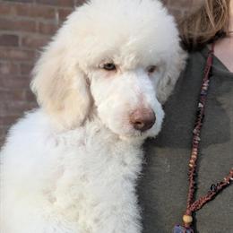 Male White Standard Poodle Puppy Available for Adoption in Southfield, mi