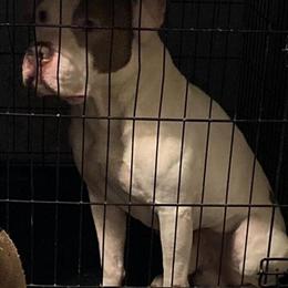 XL Bully Male Stud for Breeding in Chevy Chase, md