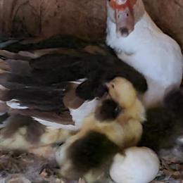 Muscovy Ducklings for Sale - 2 Weeks Old in Medina, oh