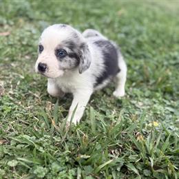 Australian Sheagle puppy available in Waco, tx