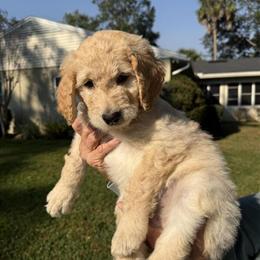 Goldendoodle Puppies Ready for New Homes in Sanford, fl