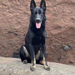 German Shepherd Stud Services - AKC Registered Amadeus in Bushnell, fl