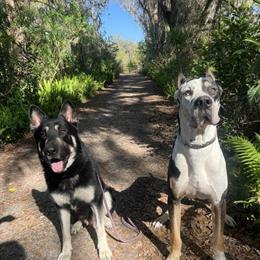 German Shepherd Stud - Exceptional Family Companion and Protector in Bushnell, fl