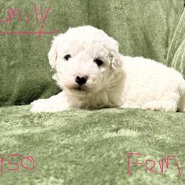 Bichon Frise Puppies Ready to Go in Elkhart, in