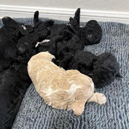 Goldendoodle Available in Homestead, fl