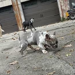 French Bulldog Stud Lilac Merle - Proven AKC Registered in Richmond, in