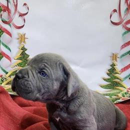 Cane Corso Puppies Available in Dallas, tx