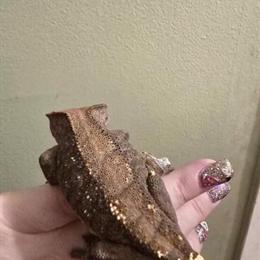 Female Crested Gecko Ready to Breed or Be a Pet in Taylor, mi