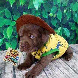 Labrador Retriever AKC chocolate female available for rehoming in Rock Hill, sc