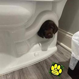 Labrador Retriever Puppies for Rehoming - $300 Fee in Rock Hill, sc