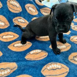 Dogue de Bordeaux and Cane Corso Puppies Ready for Adoption in Atlanta, ga