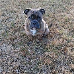 Olde English Bulldog Mix - 6 Months Old in Virginia Beach, va