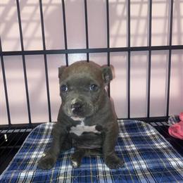 Exotic Bully Puppies for Sale in Raleigh, nc