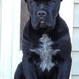 Cane Corso Male Pup with Champion Bloodlines in Douglasville, ga