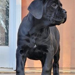 Cane Corso Female Pup from Champion Bloodline in Douglasville, ga