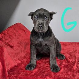 Cane Corso Puppies Available in Memphis, tn
