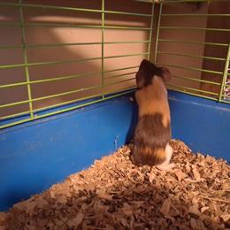 Guinea Pigs Available for Rehoming in Wauseon, oh