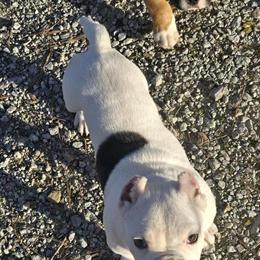 3 Month Male Micro Bully for Adoption in Jackson, tn